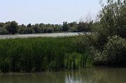276-Delta del Danubio,7 agosto 2011